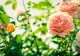 Îngrijirea trandafirilor în luna noiembrie. Ce trebuie pus la rădăcină pentru a proteja plantele de frig: vor fi pline de flori în primăvară