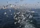 Există un Triunghi al Bermudelor și în Marea Neagră. Locul unde aparatura navelor o ia razna se află destul de aproape de litoralul nostru