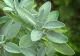 Cea mai puternică plantă medicinală. Apreciată din antichitate, se spune că salvează vieți
