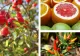 Cele mai bogate surse de vitamina C. Alimentele care întăresc imunitatea și țin răceala la distanță
