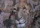 Testul care îți dezvăluie ce animal iese la iveală din subconștientul tău în situații de stres. Ce observi prima dată?