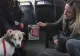 Tramvaiul destinat animalelor de companie. Mesajul LANSAT de autorități