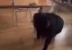 Scene șocante. O elevă și-a pus o colegă să meargă în genunchi şi să se comporte ca un câine VIDEO
