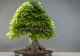 Cum să crești corect un bonsai și de ce este bine să ai un astfel de arbore în casă