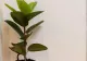 Cum se îngrijește corect un ficus. Sfaturi de care trebuie să ții cont când ai o astfel de plantă în locuință