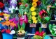 Ce truc folosesc florăresele pentru ca plantele să reziste mai mult timp