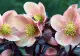 Florile pe care trebuie să le plantezi în grădină în ziua de Crăciun. Înfloresc pe timp de iarnă și înveselesc atmosfera pe tot parcursul anotimpului rece