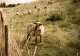 Bani de la APIA pentru asociațiile de crescători de animale