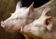 Alertă de pestă porcină africană. Peste 30 de localităţi din judeţele Giurgiu şi Ilfov, incluse în zona de supraveghere 