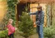 Bradul de Crăciun, un lux? Cât trebuie să scoate din portofel pentru un pom natural: criteriul esențial de care depinde prețul