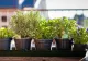 Cum să cultivi plante aromatice în casă, pe timpul iernii. Vei avea parte de o oază de relaxare, verdeață și miros plăcut