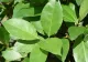 Planta-minune pe care ar trebui să o pui în apă înainte de Crăciun. Atrage abundența și armonie în casa ta