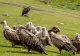 Aproape o jumătate de milion de oameni au murit din cauza dispariției unei păsări, în India. Cazul care arată cum natura poate fi dată peste cap de o simplă specie