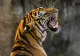 Tragedie la Grădina Zoologică din Pitești: un bărbat a murit după ce a fost atacat de un TIGRU