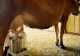 DEZASTRUL din industria alimentară. În primele 10 luni din 2024, România a importat cu aproape 50% mai mult LAPTE