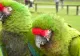 Orașul din România care a ajuns pe locul doi în Europa la numărul de papagali dintr-o specie rară. Simpaticele păsări uimesc prin prietenia lor