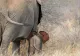 Clipe terifiante pentru o turistă de 22 de ani. A fost UCISĂ de un elefant