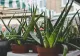 Planta pe care trebuie să o ai permanent în casă. Vindecă rănile și arsurile și atrage prosperitatea, conform princiilor Feng Shui