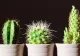 De ce este bine să ai un cactus în casă. Ce trebuie să știi dacă ai o astfel de plantă