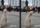 Câinele protestatar. Patrupedul și-a strigat oful alături de ceilalți manifestanți