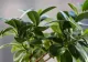 De ce cad frunzele la ficus. Ce trebuie să faci cu planta în această situație