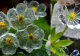 Unde se găsesc florile minune cu petale transparente.  Cercetătorii au descoperit că au proprietăți antitumorale