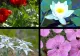 Care sunt florile ocrotite prin lege, în România. Riști să fii sancționat dacă le rupi