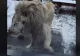 Zoo Braşov vine cu explicații după apariția imaginilor cu un leu alb care suferă de PSIHOZĂ - VIDEO
