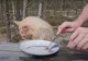 Cea mai ÎMPUȚITĂ delicatesă alimentară din lume. Miroase atât de rău încât până și pisicile sau câinii fug de miros - VIDEO 