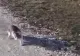 Polițiștii din Constanța au deschis o anchetă după ce o PISICĂ a fost abandonată pe câmp -VIDEO