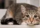 Cabinetele veterinare, asaltate de cazuri de stres și anxietate la animalele de companie din cauza petardelor de sărbători. Cu ce sunt tratate