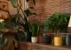 Floarea pe care e recomandat să o ai în casă la început de an. Această plantă te-ar putea scăpa de energiile negative