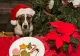 Plantele extrem de populare în perioada Sărbătorilor, care pot fi TOXICE pentru animale. Majoritatea românilor le au în case