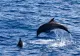 Peste 30 de cetacee MOARTE și poluare masivă după scufundarea a două petroliere rusești în apropierea Crimeei. Dezastru ecologic major în Marea Neagră