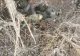 Sinucigașii nord-coreeni de pe frontul din Ucraina: „Se aruncă în aer cu grenade, decât să riște să fie capturați”
