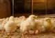 În cât timp ies, la clocitoare, puii de găină, curcă sau gâscă. SOLUȚII pentru a avea pui sănătoși