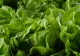 Trucul prin care poți păstra salata verde mult timp proaspată, chiar și până la o lună de zile
