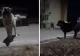 Femeie ATACATĂ de o haită de peste 20 de câini, într-un oraș din Cluj. Cum a reușit să scape