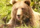 Județ din țară, terorizat de urși! Locuitorii au primit peste 500 de mesaje de avertizare RO-Alert într-un singur an