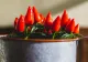 Ce se întâmplă în corp când consumi alimente picante. Ce efect are asupra organismului capsaicina