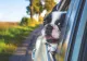 Când îți INTERZICE legea să transporți animalele de companie cu mașina. Riști o amendă de peste 4.000 de lei 