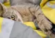 Cum să-ți înțelegi pisica: metoda simplă care îți apropie felina. Învață să comunici cu animalul tău de companie