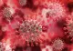 Un nou coronavirus descoperit la lilieci în Thailanda. Ce spun autoritățile despre amenințarea unui nou focar