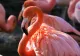Contrabandă cu flamingo roz. Păsările erau înfășurate în pânză și legate cu bandă adezivă