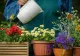 Ce temperatură trebuie să aibă apa cu care uzi florile, de fapt. Important de știut, ca să nu deteriorezi plantele