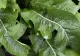 Remediul natural pentru durerile de picioare. Mulți au planta acesta în grădină și nu îi cunosc beneficiile 