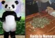 Câți bani face un român îmbrăcat în costum de urs panda în Italia. „Oamenii donează o grămadă. Poliția te lasă în pace, n-are treabă cu tine”