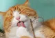 De ce se spală, de fapt, pisicile? Scopul nu este doar pentru a-și curăța blana. Lucruri pe care nu le știai despre cele mai îndrăgite feline