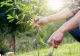 Pomul fructifer pe care trebuie să îl plantezi în luna martie. Atrage norocul și prosperitatea 