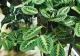 Cum salvezi o plantă care are rădăcina parțial putrezită. Sfaturi utile